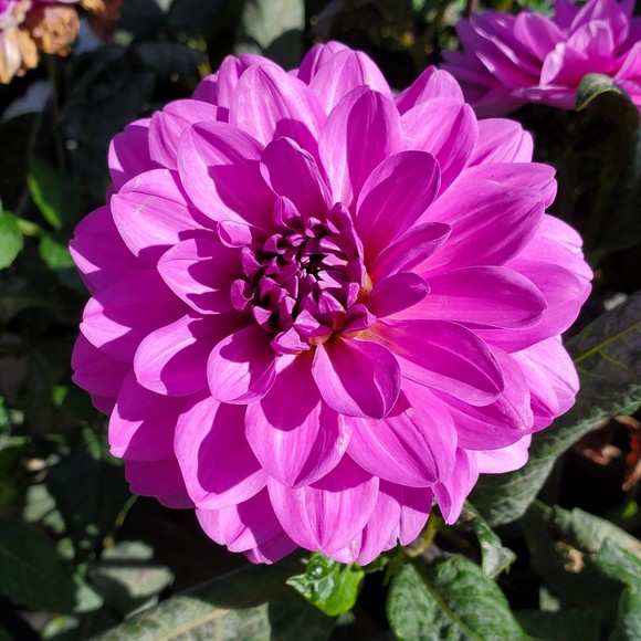 Meet your Posher, Awie - Picture 1 of 1